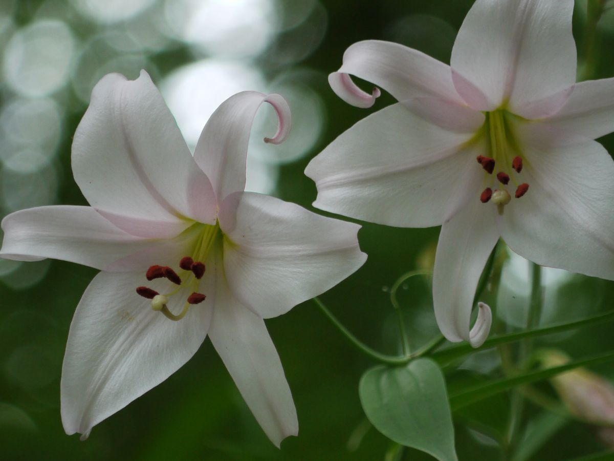 ささゆり 植物 花 花びら Ganref