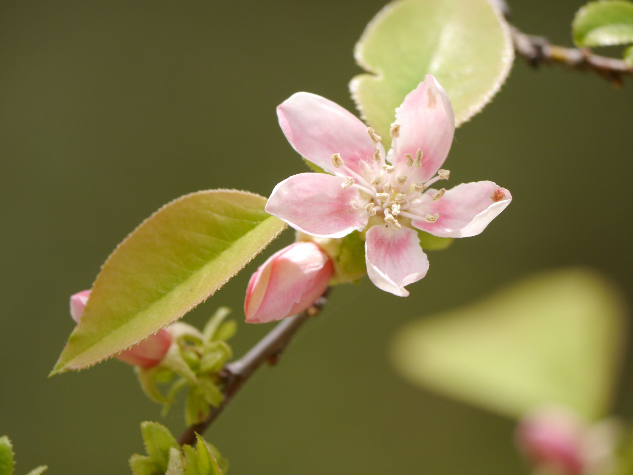 かりんの花 | GANREF