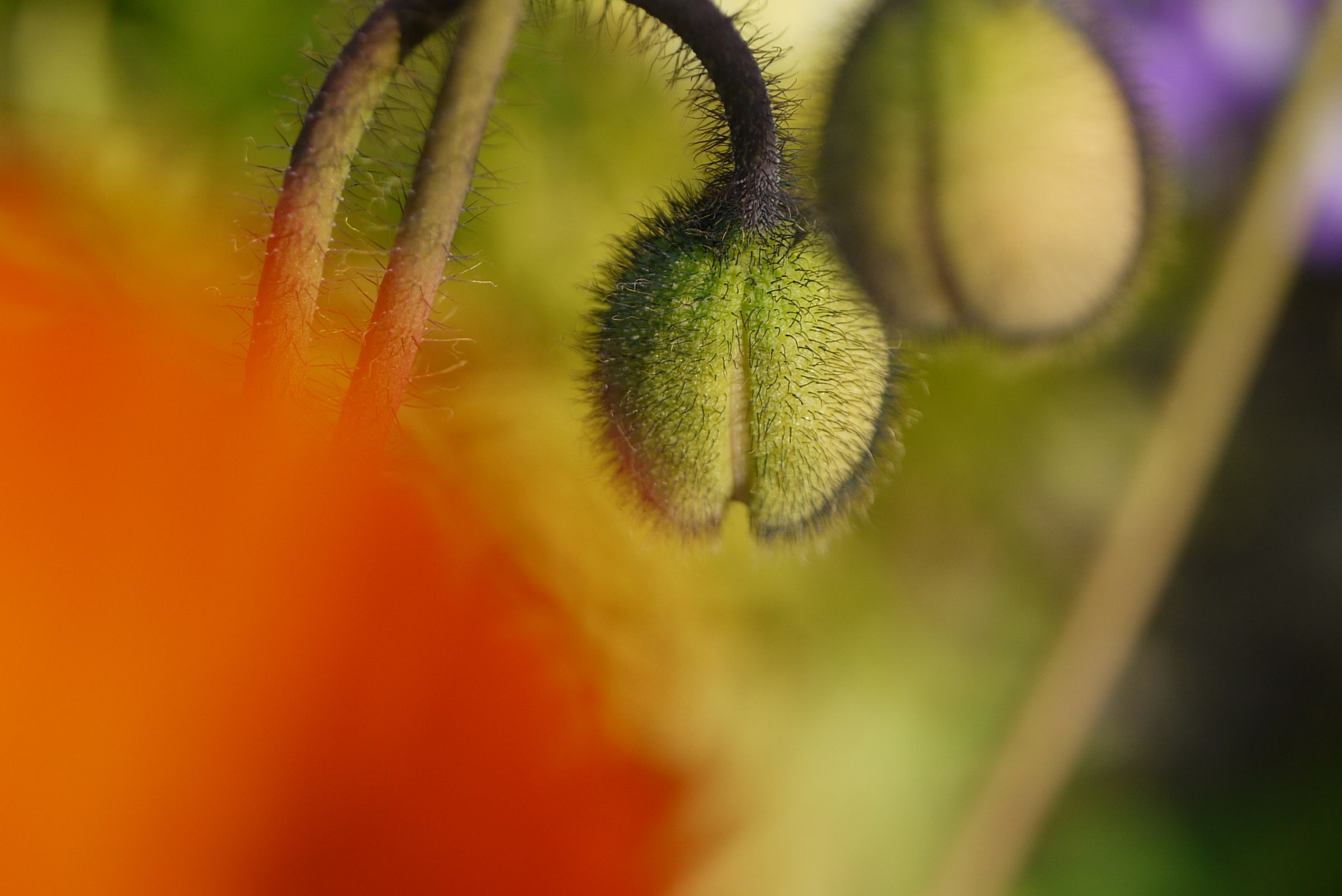 蕾も可愛いよ | GANREF