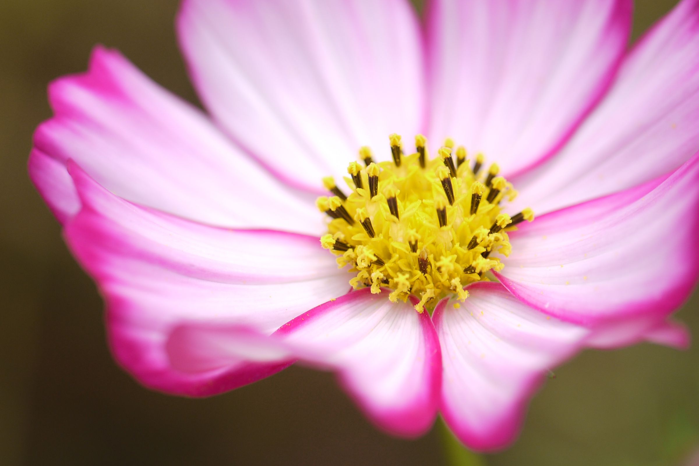 縁取りコスモス | GANREF