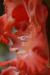 珍しいピンクの桔梗 植物 花 花びら Ganref