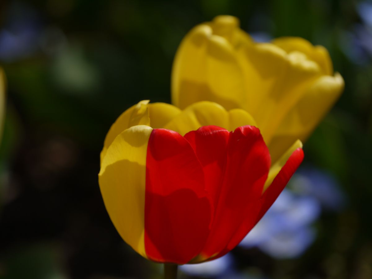 半分マン 植物 花 花びら Ganref