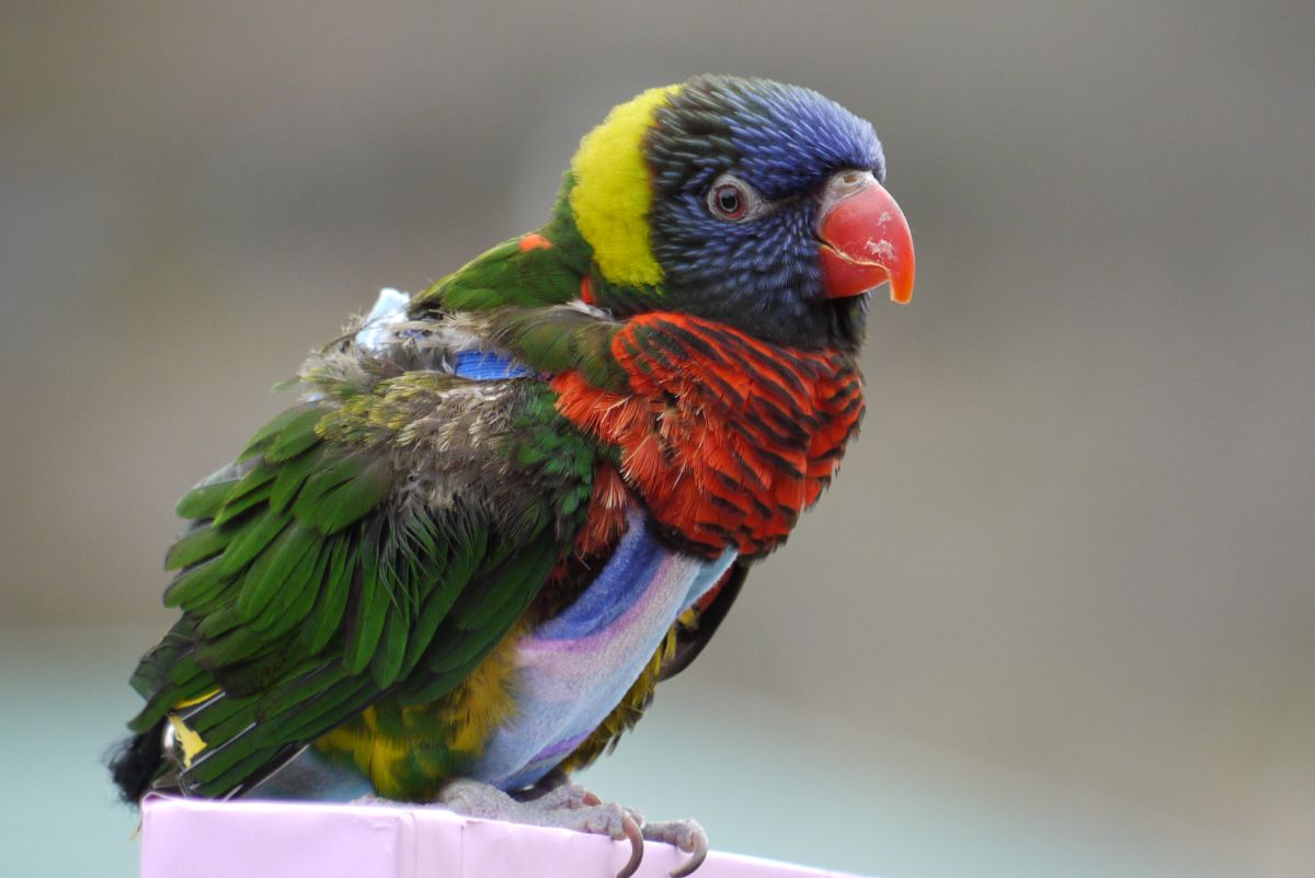 ゴシキセイガイインコ 動物 鳥類 Ganref