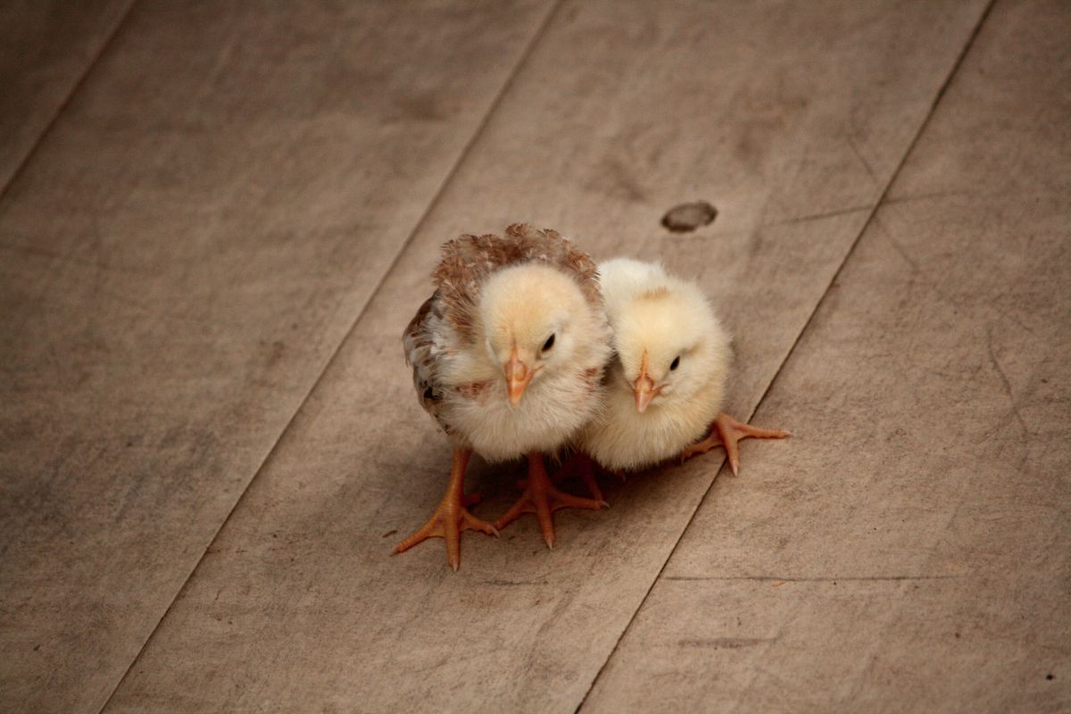 ひよこは みをまもっている 動物 鳥類 Ganref ひよこは みをまもっている 動物 鳥類 Ganref