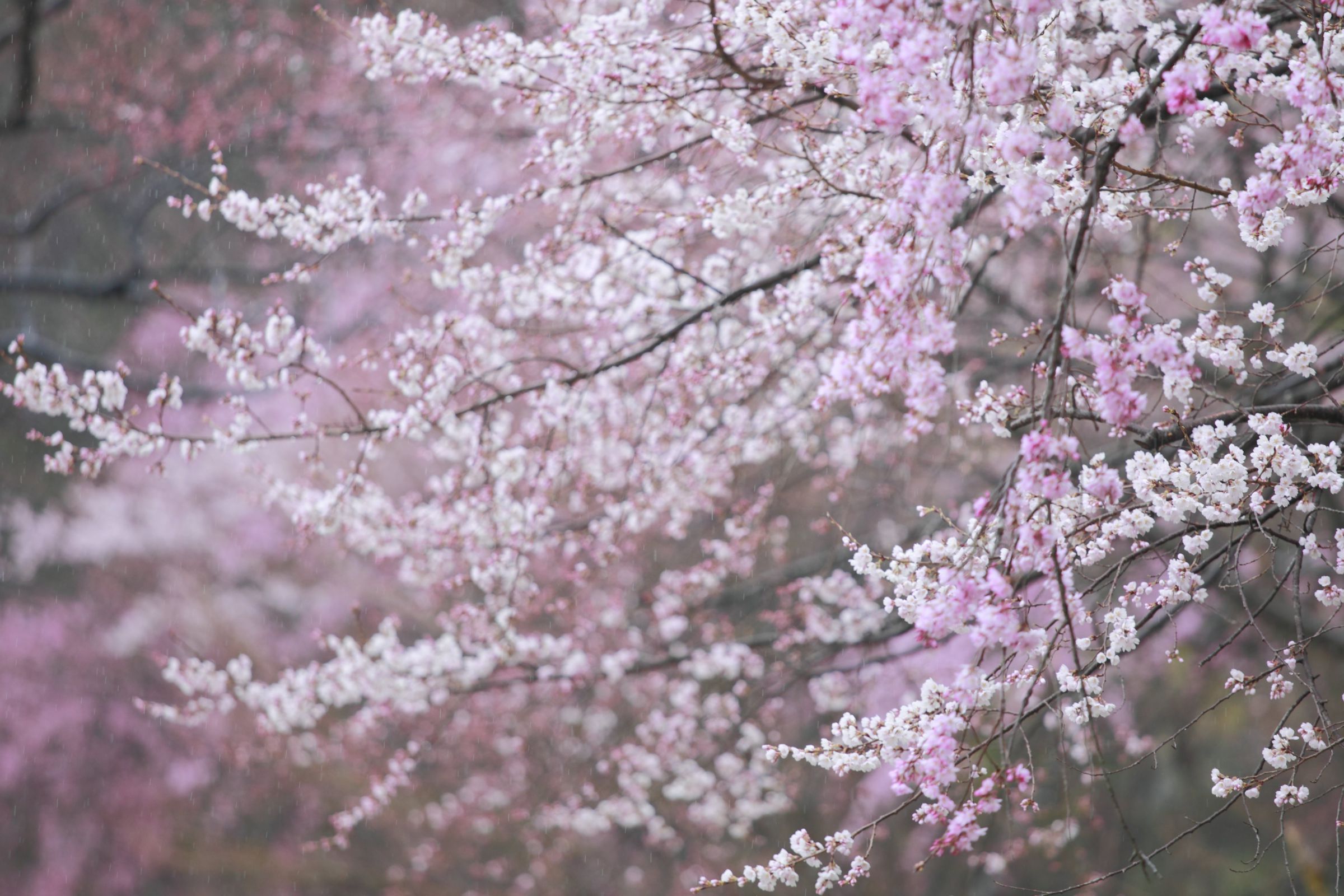 花時雨（はなしぐれ） | GANREF