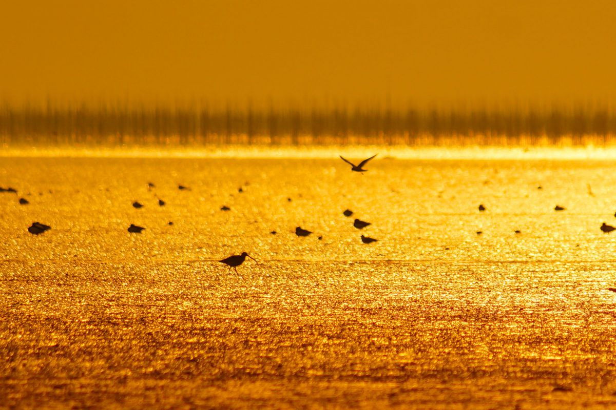 Golden Sea | GANREF