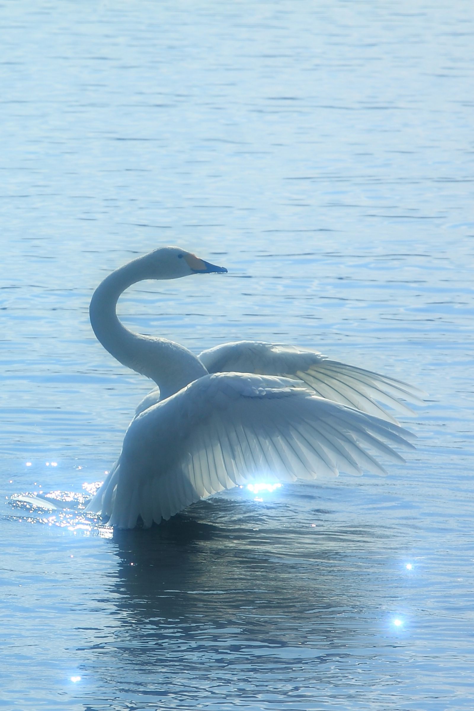 白鳥の湖♪ | GANREF