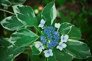 アジサイ 恋路ヶ浜 植物 花 花びら Ganref