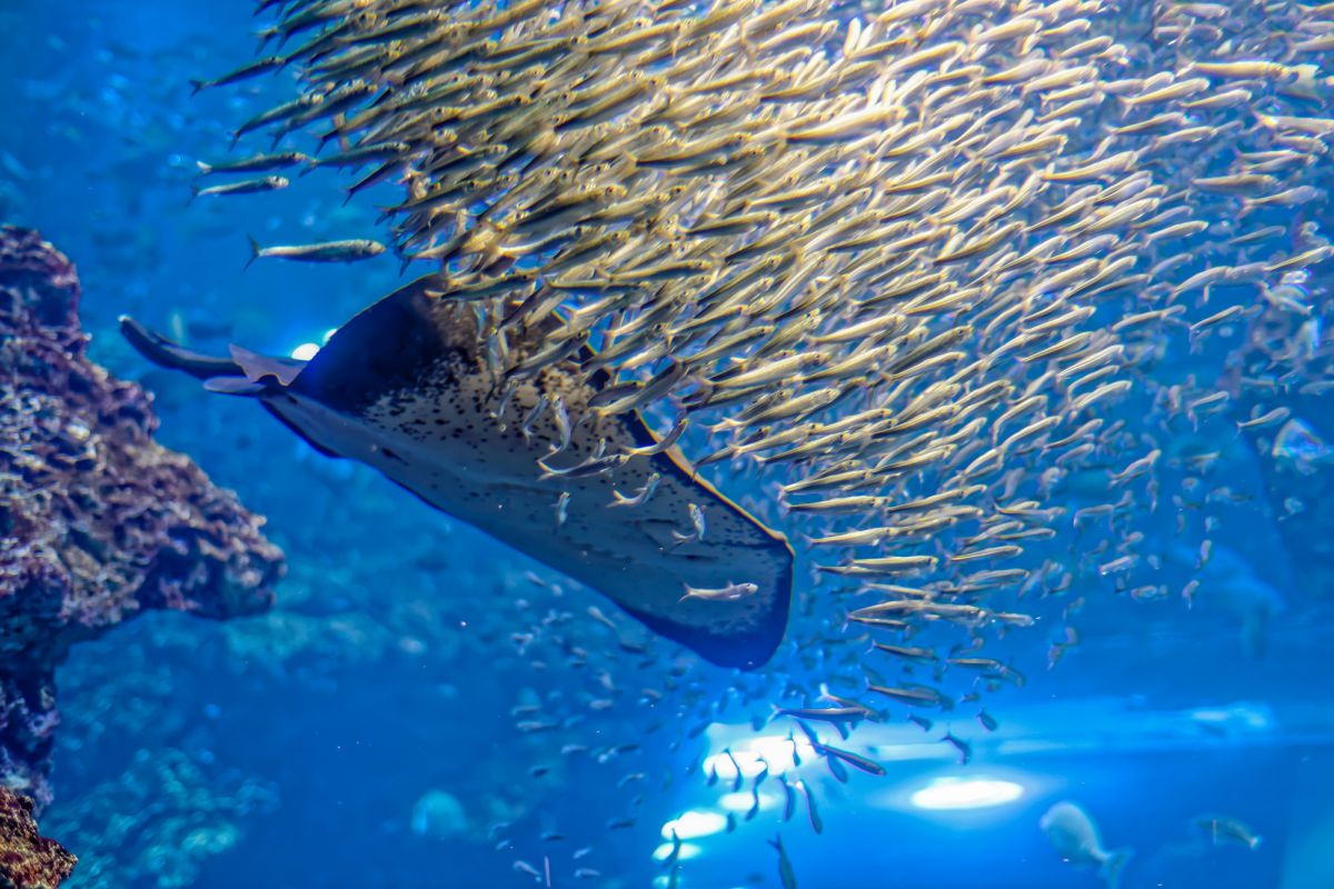 逃げるイワシ 動物 魚類 Ganref 逃げるイワシ 動物 魚類 Ganref