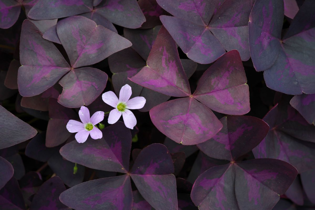 博士のクローバー 08 植物 草 葉 芽 Ganref