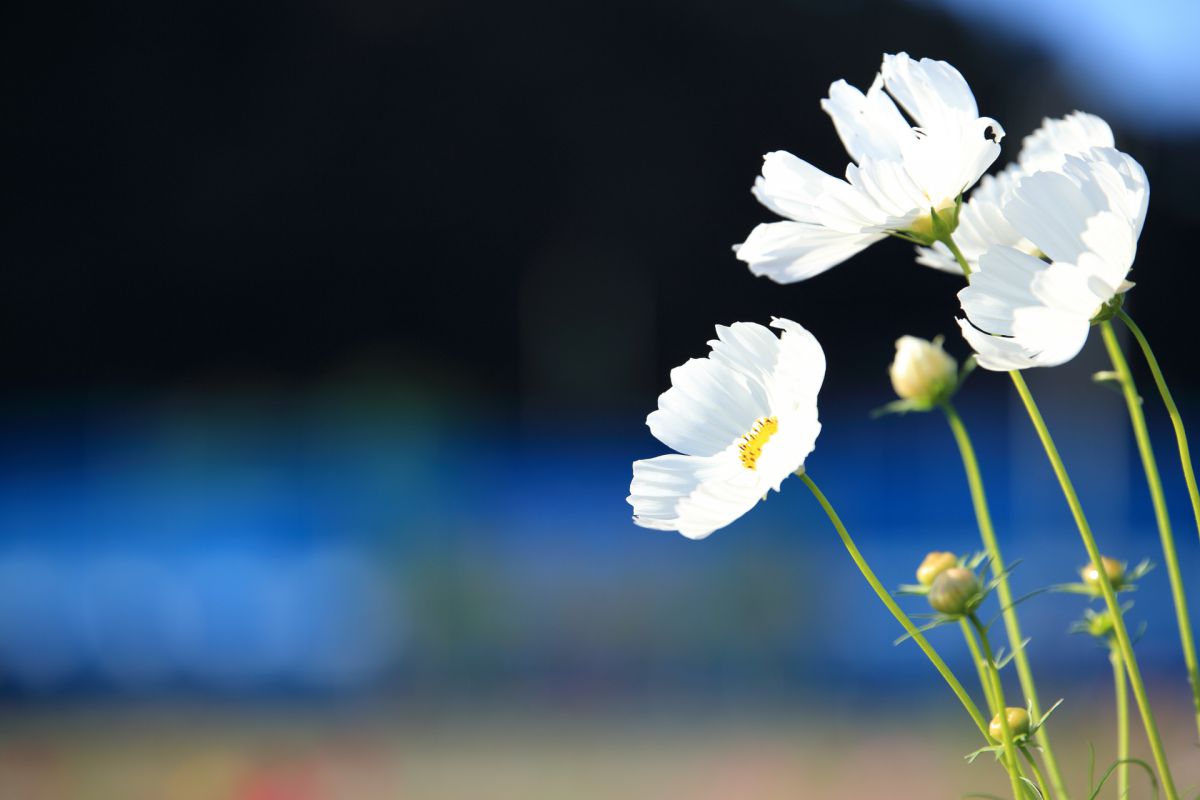 写真検索結果 | 写真検索 | GANREF