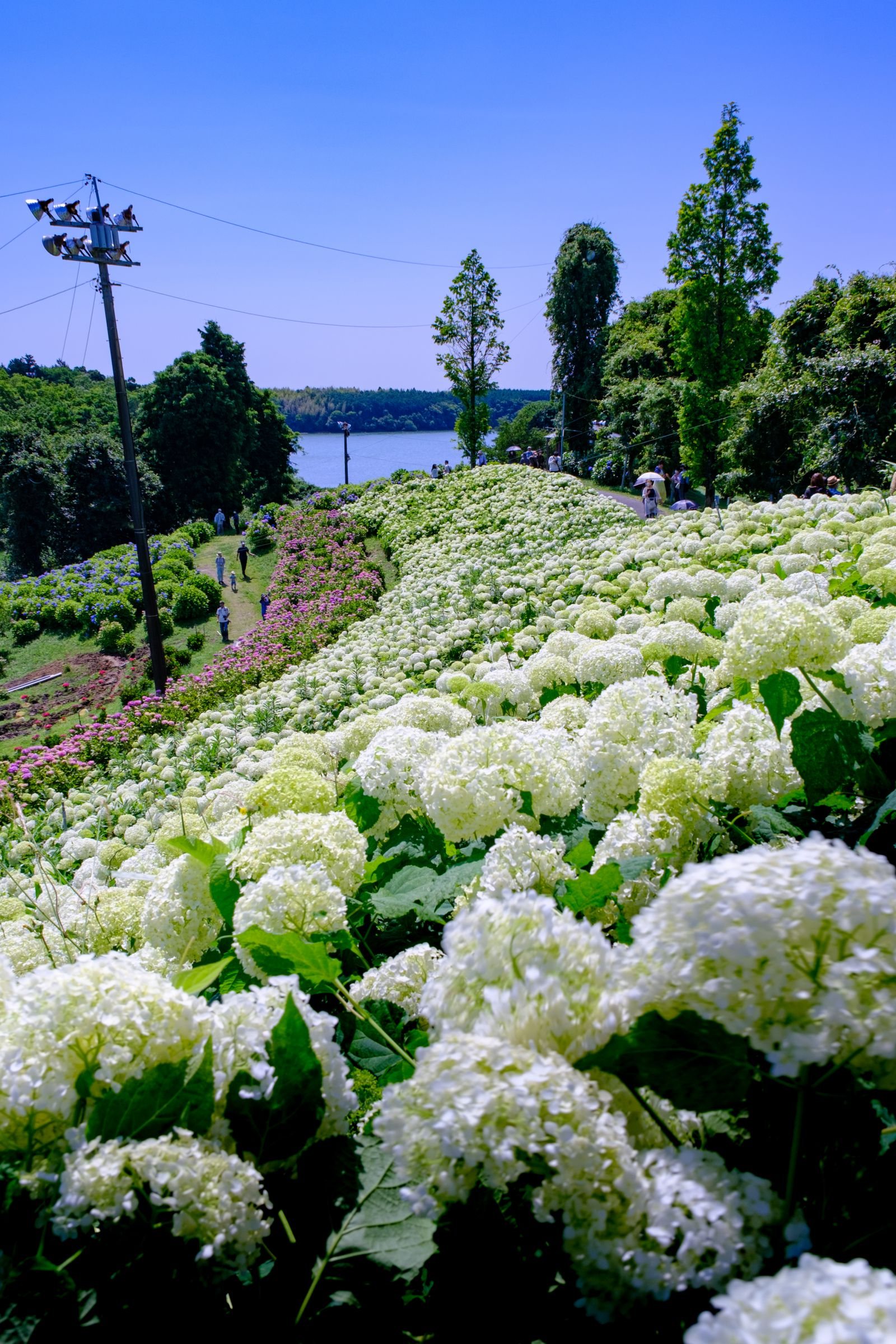 白紫陽花 | GANREF