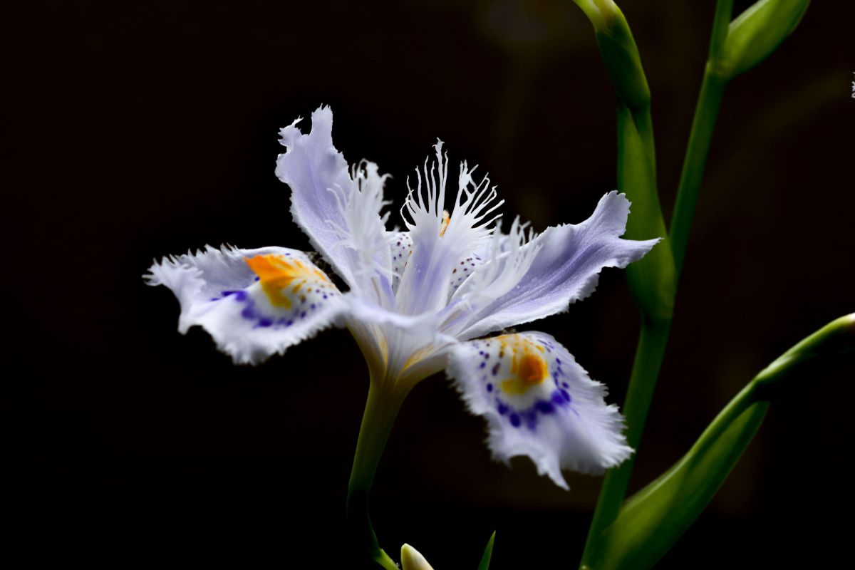 シャガ 植物 花 花びら Ganref
