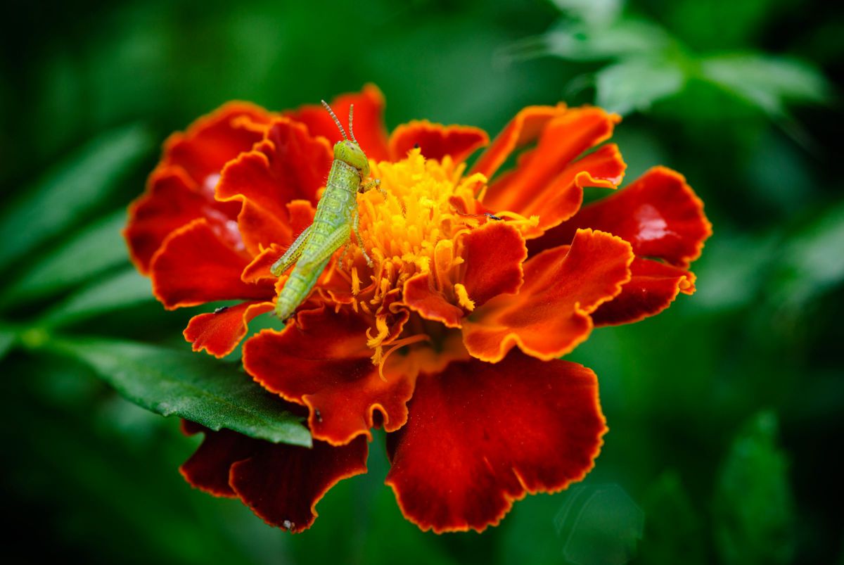 Ai AF Micro Nikkor 105mm F2.8Dで撮影された写真 | 写真検索