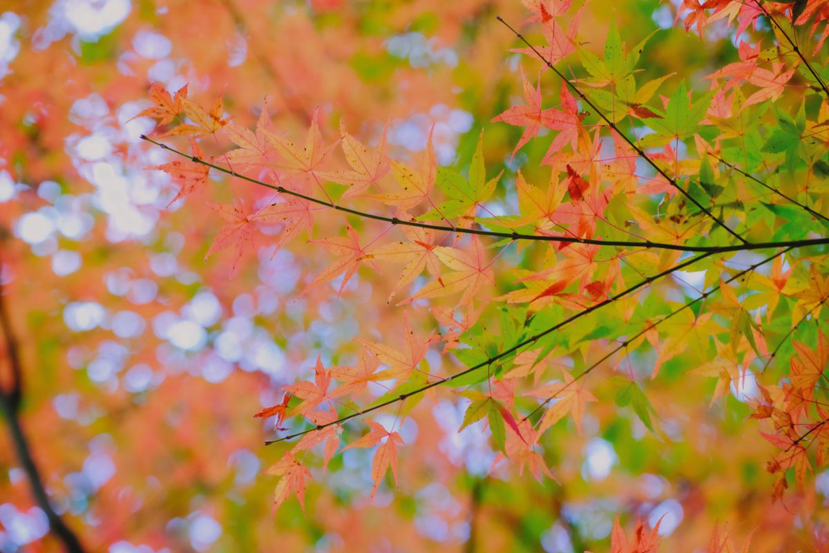 もみじ 植物 紅葉 Ganref