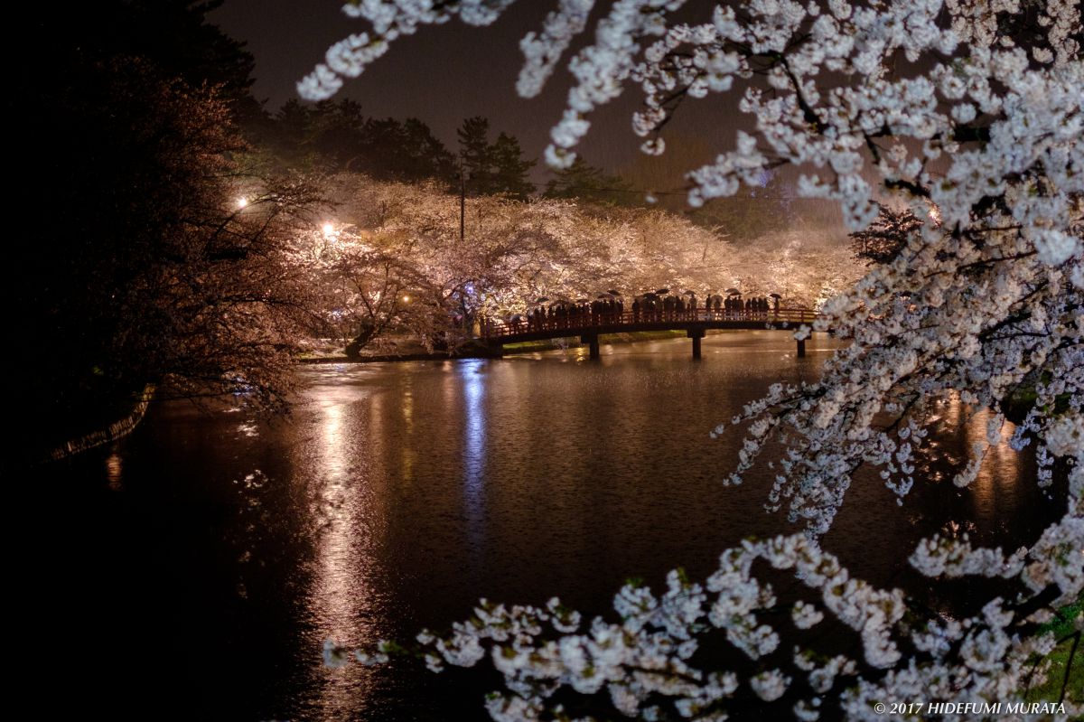 雨の夜桜 弘前城公園 植物 桜 Ganref