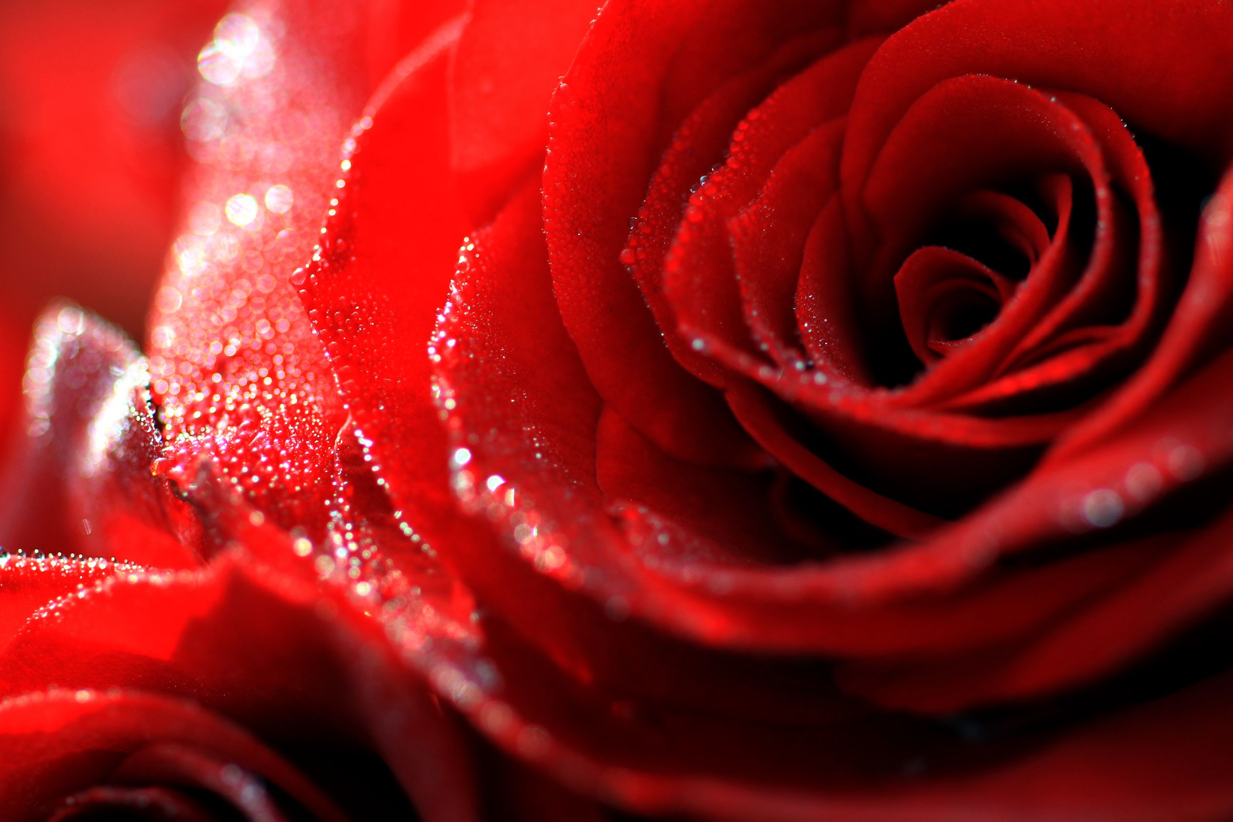 京成バラ園ローズフォトコンテスト「熱情」が最優秀賞に選ばれました