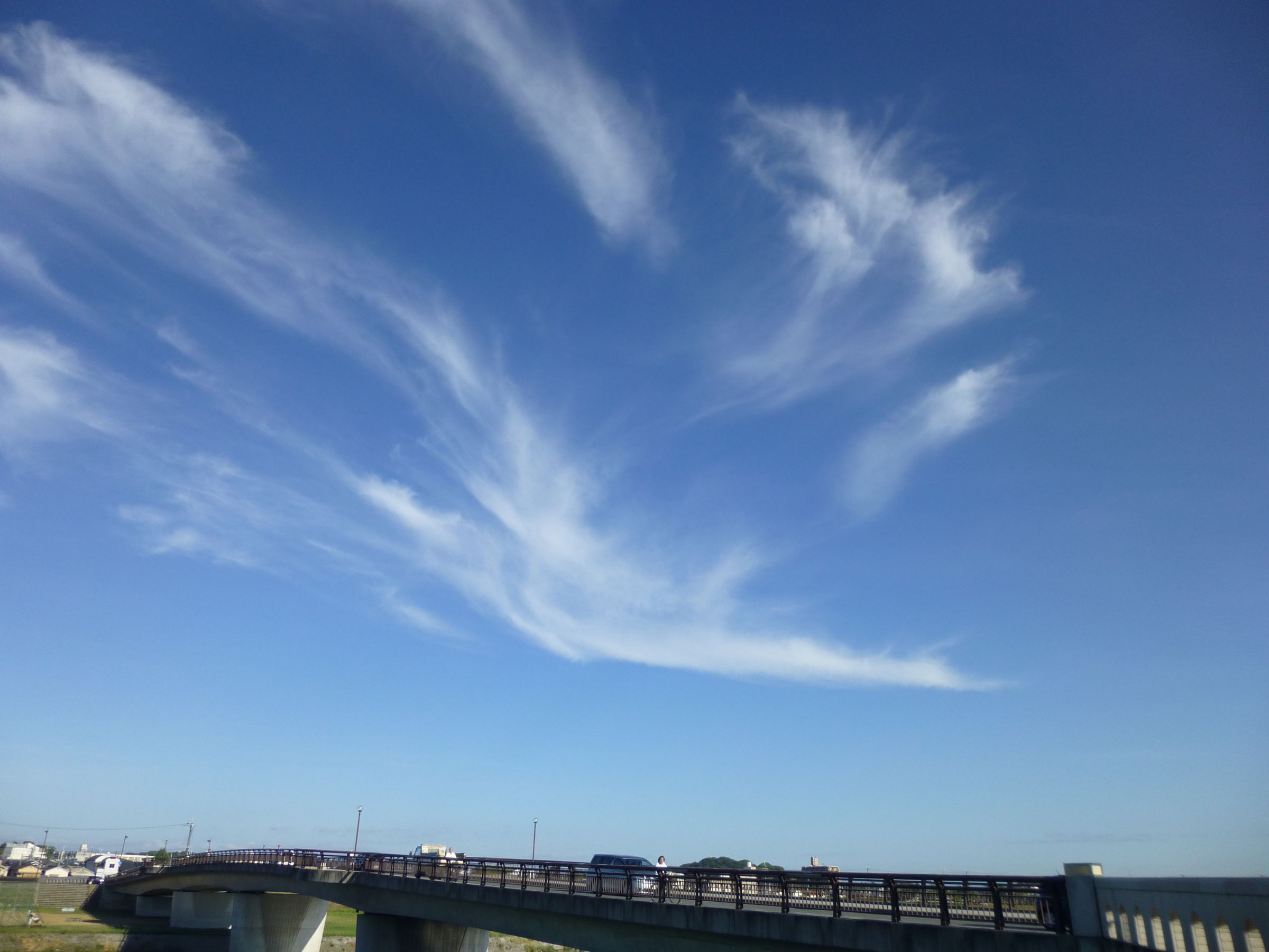 フェニックス 写真不足分 フェニックス 写真不足分