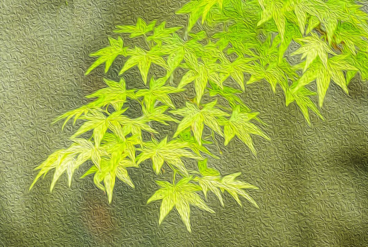 青紅葉 植物 草 葉 芽 Ganref