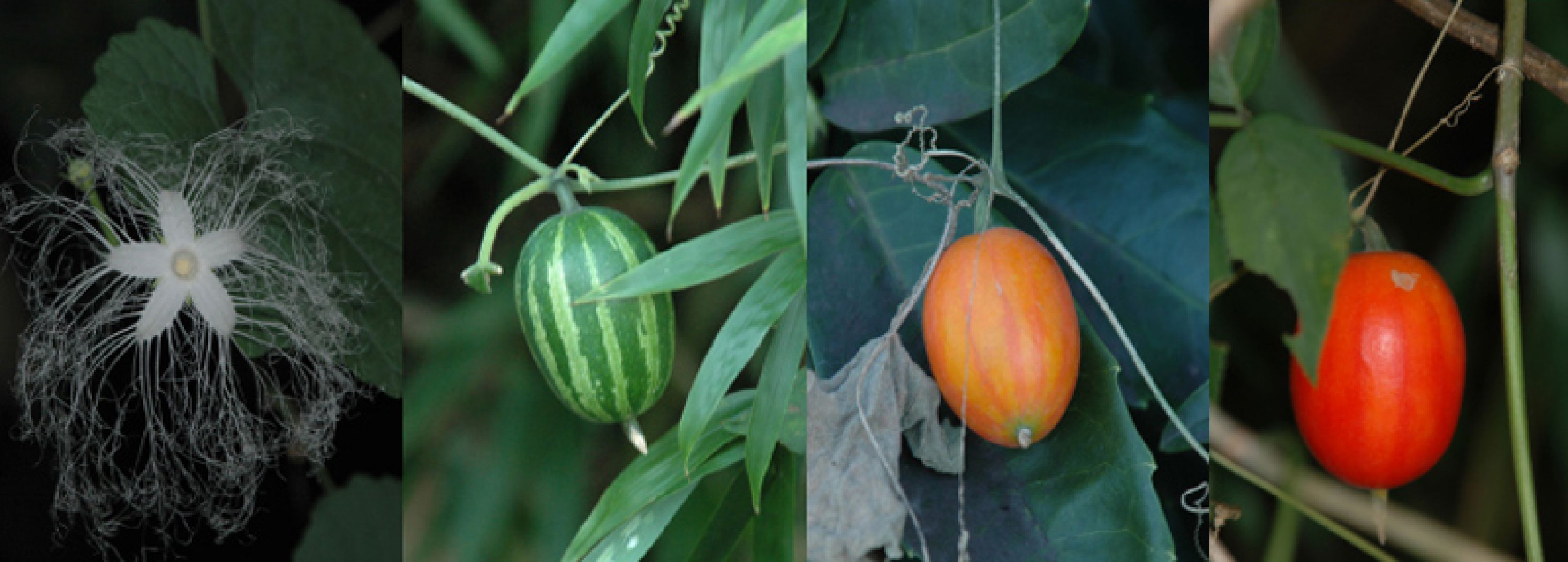 カラスウリの観察 植物 > 実・果実 GANREF