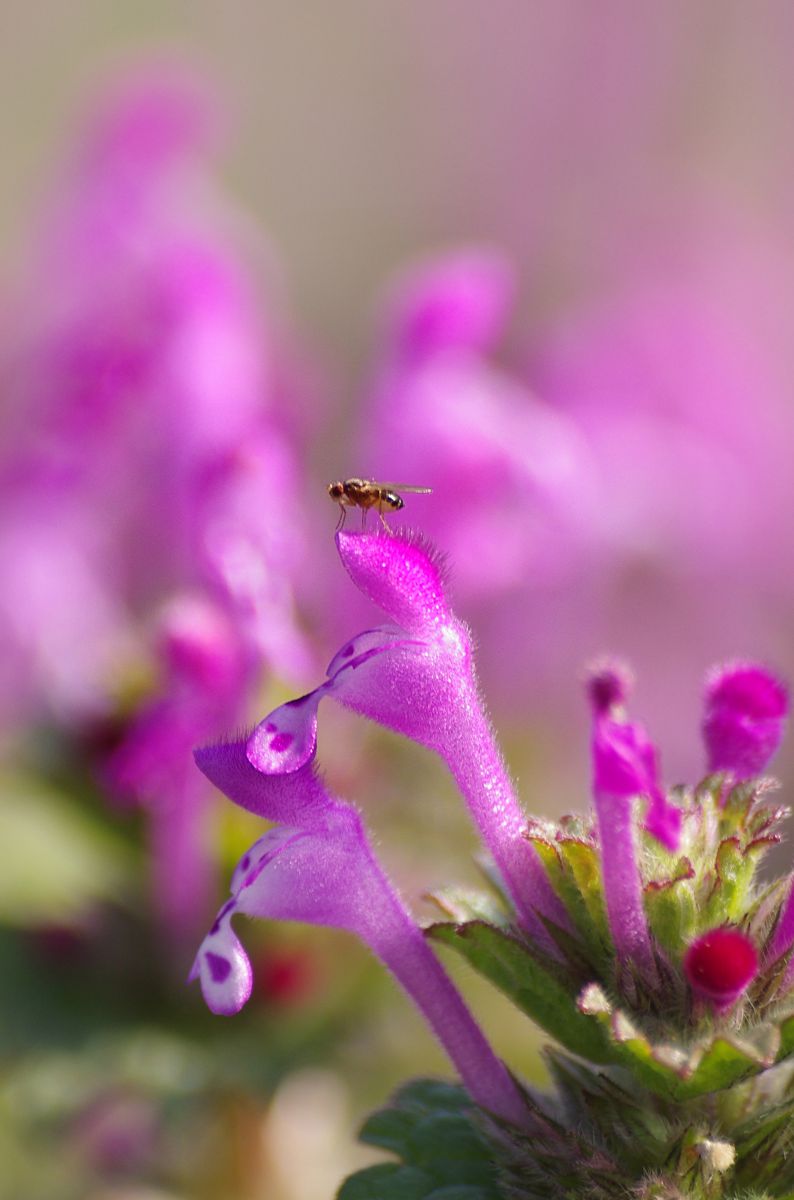 仏になった蜂 ホトケノザ 植物 花 花びら Ganref