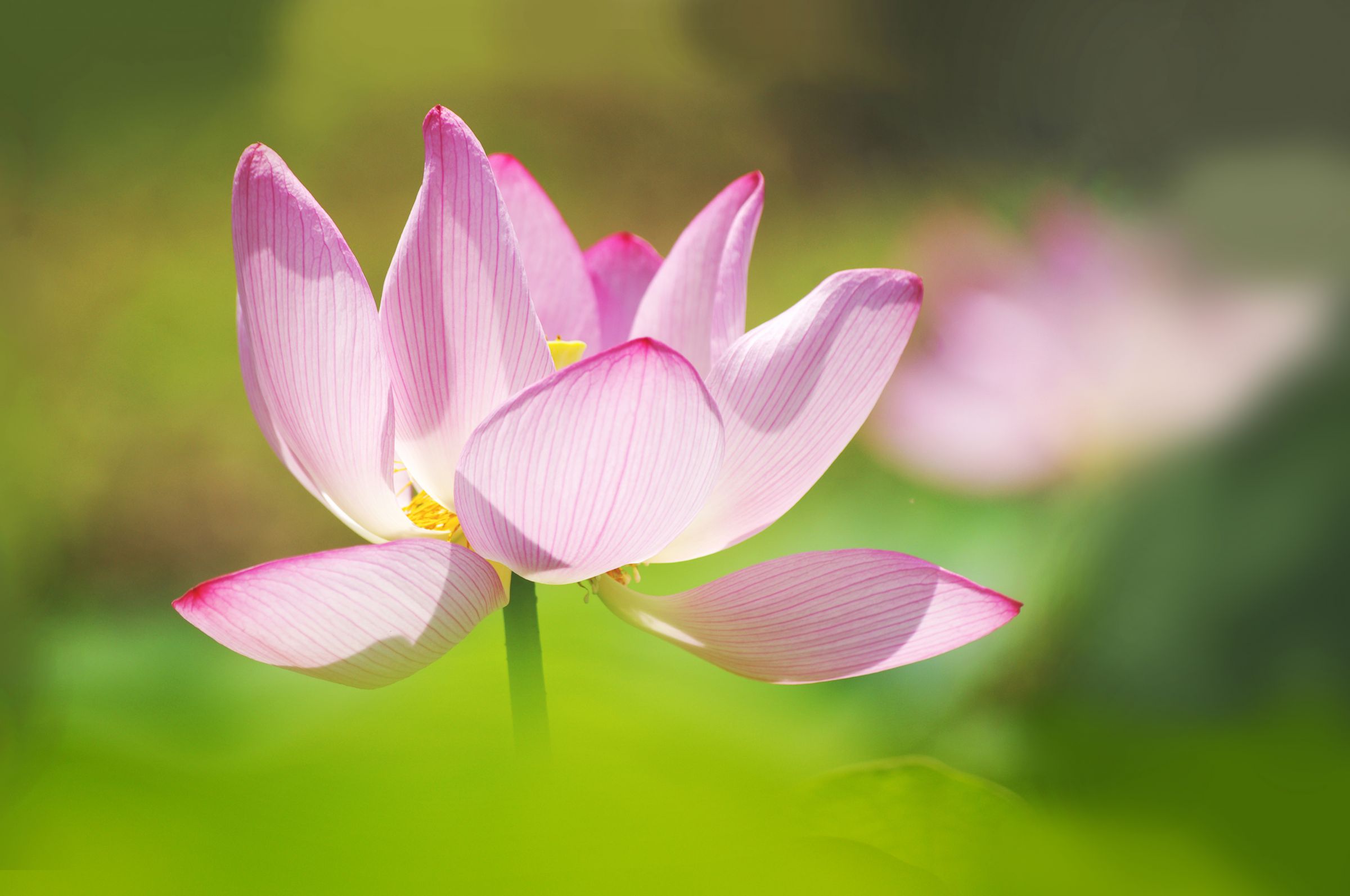 蓮花 最後は華やかに | GANREF