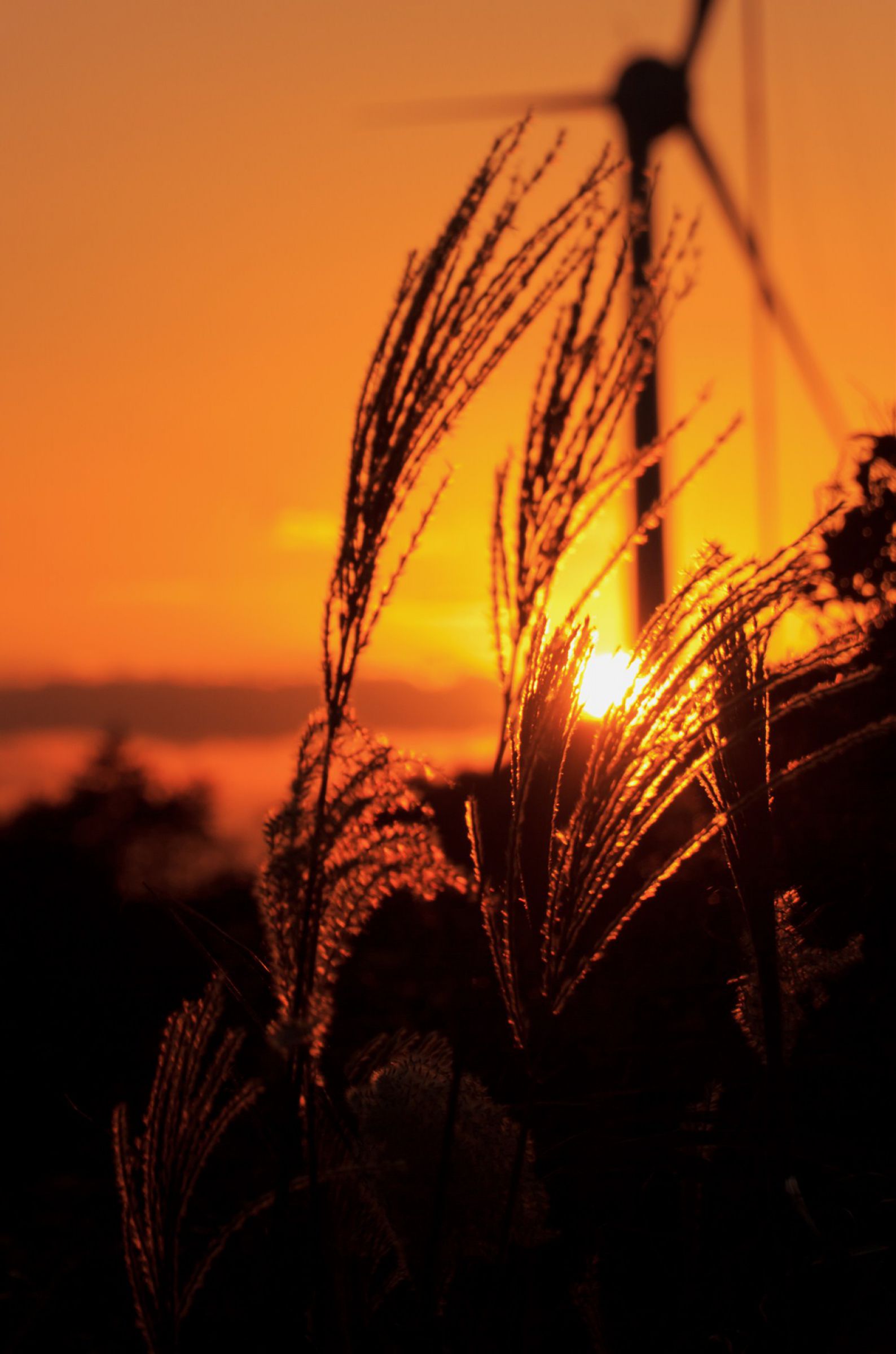 日本画　夕日に燃えるすすき 日本画 夕日に燃えるすすき ススキな夕日 | GANREF