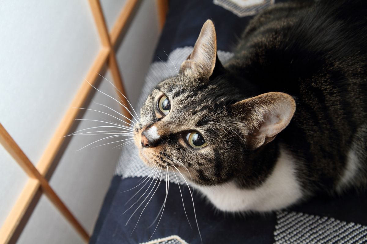 うちの葉月の可愛さは異常 動物 猫 Ganref