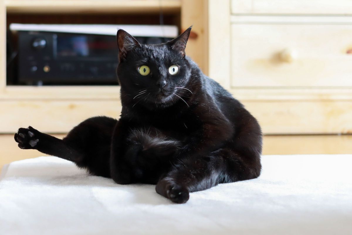 ビビリ猫さん 動物 猫 Ganref