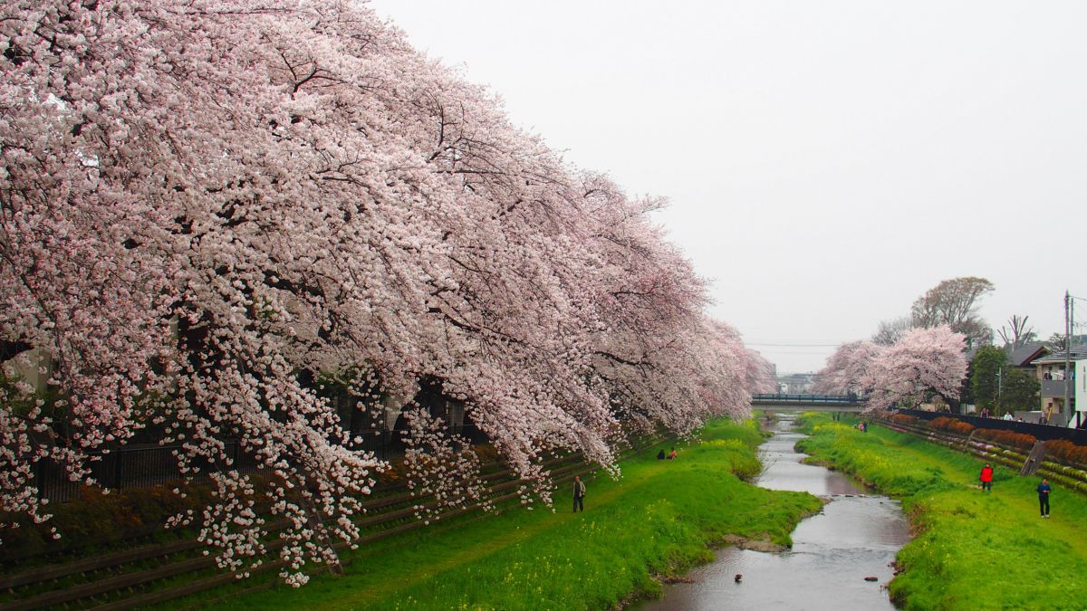 調布市野川 植物 桜 Ganref