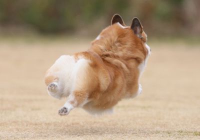 元祖飛行犬写真家的場信幸さんの写真一覧 Ganref 元祖飛行犬写真家的場信幸さんの写真一覧 Ganref
