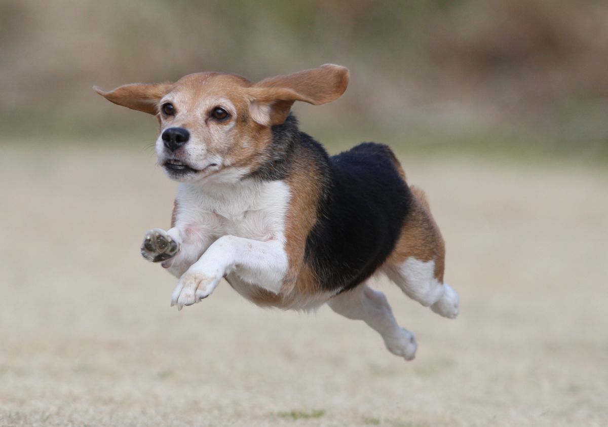 12歳のビーグルが飛んだ 動物 犬 Ganref