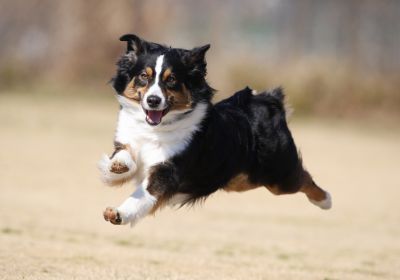 元祖飛行犬写真家的場信幸さんの写真一覧  GANREF