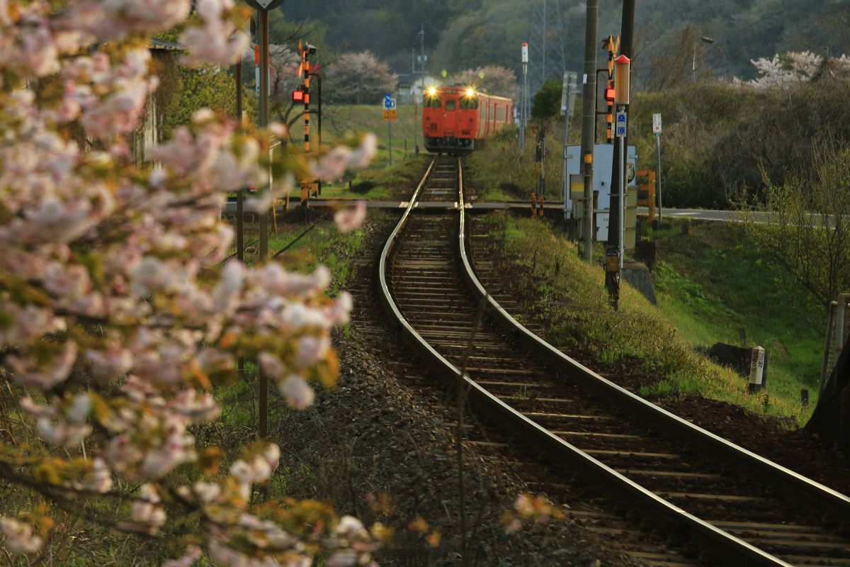 さくら列車 GANREF