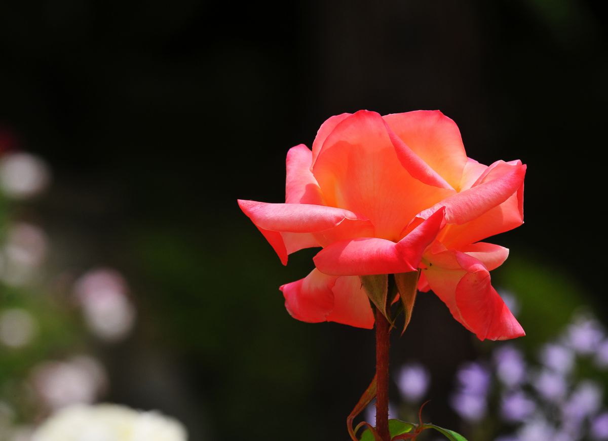 熱い想い 植物 花 花びら Ganref