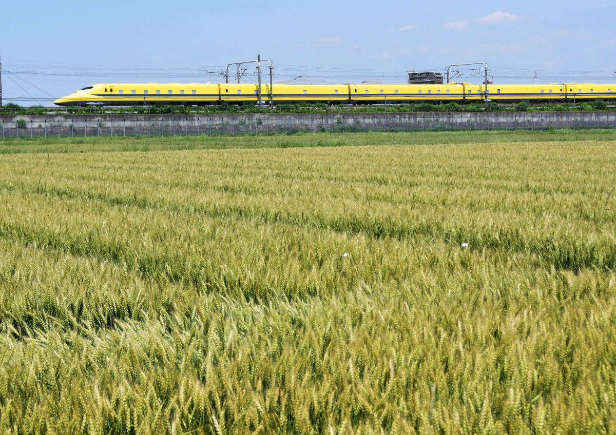 イエロー＆イエロー GANREF