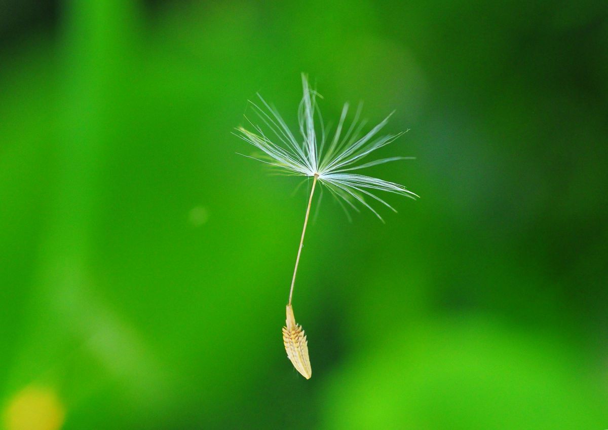 タンポポの綿毛一人旅へ 植物 種 球根 Ganref