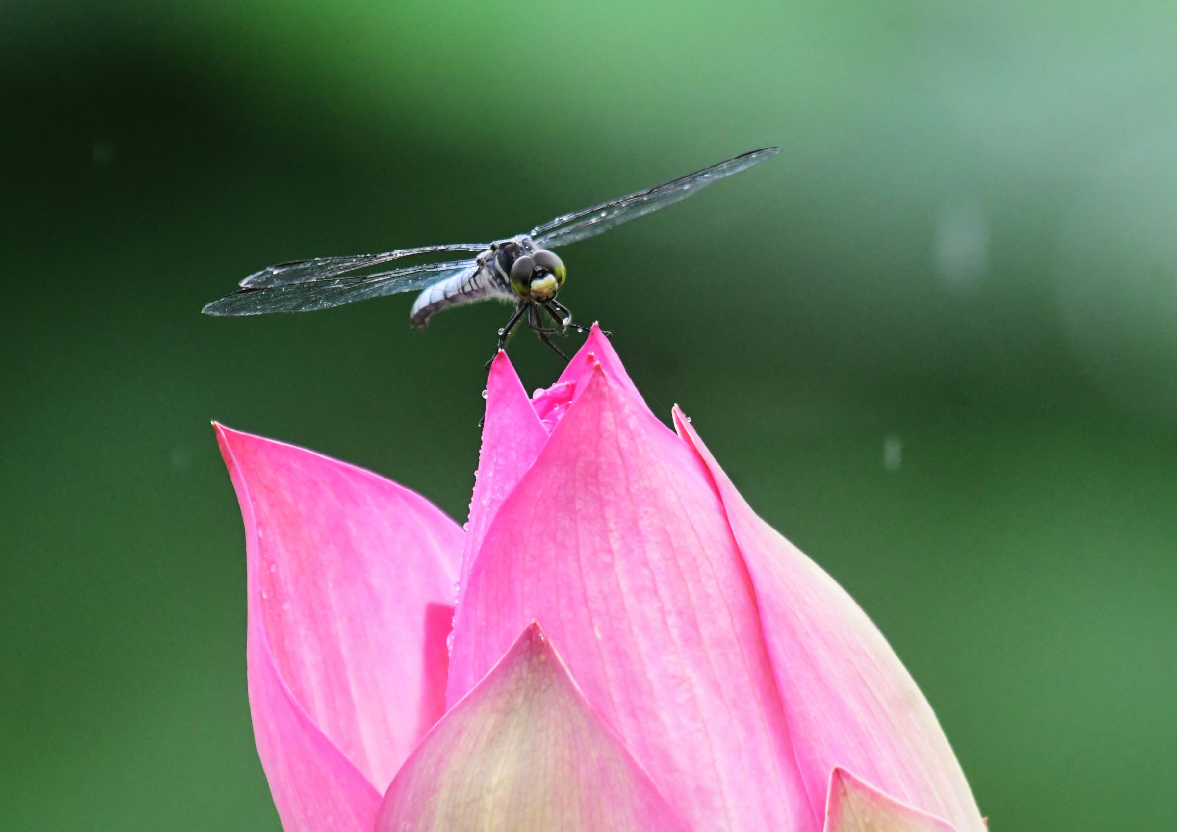 ハスの花に留まるトンボ | GANREF