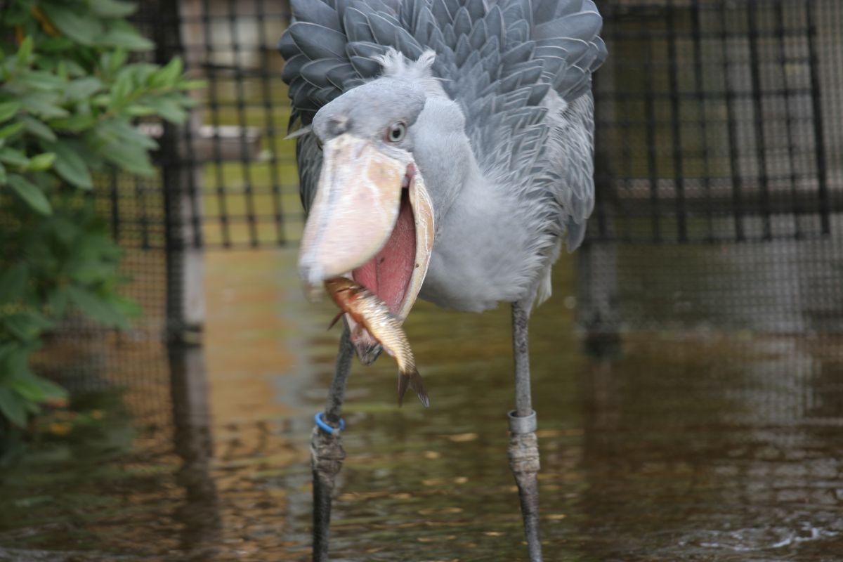 ハシビロコウ様のお食事 動物 鳥類 Ganref