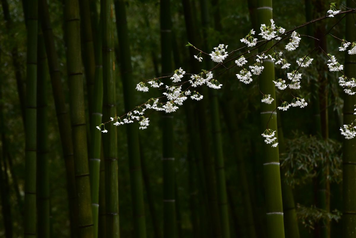竹林の花 | GANREF