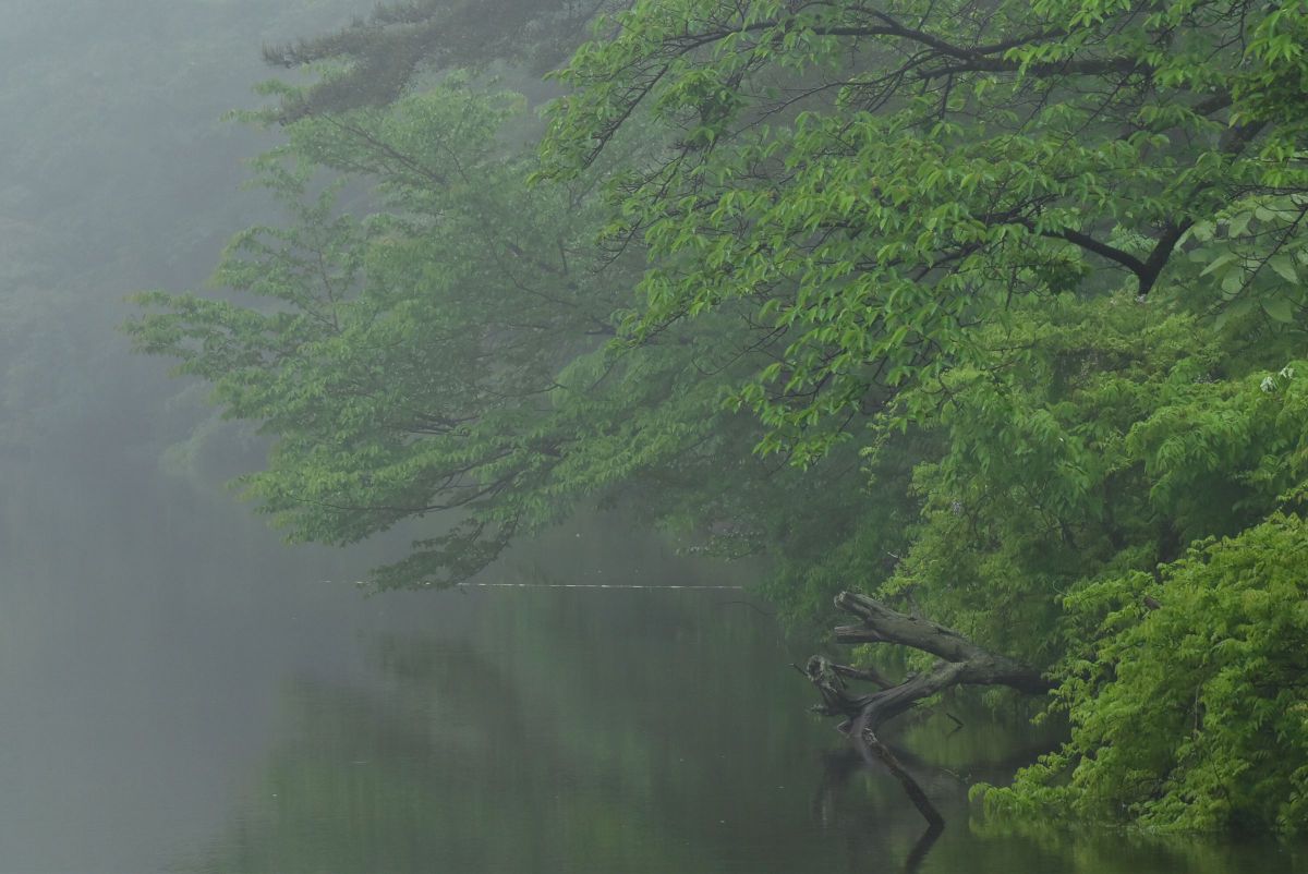霧雨 | GANREF