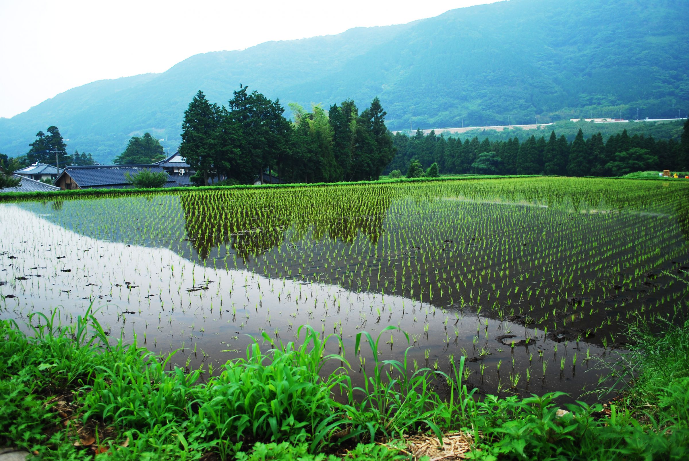 水田のある風景 | GANREF