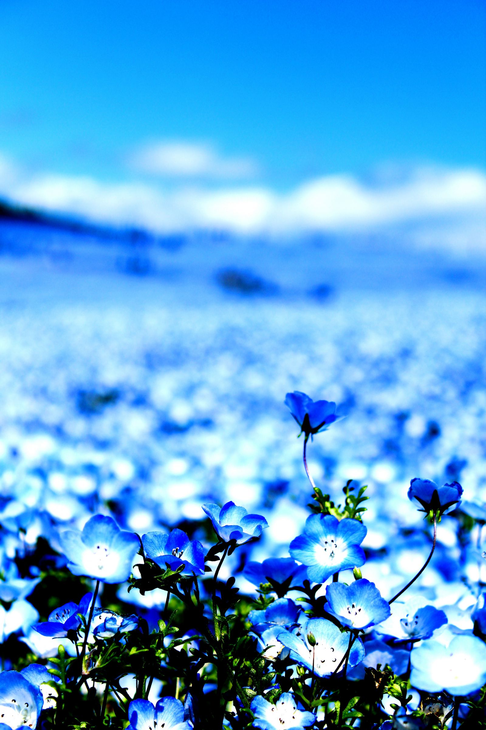 Blue heaven | GANREF