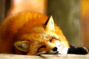 秋色狐 ac2da8bf91bb5a6f1f10d1002206bb