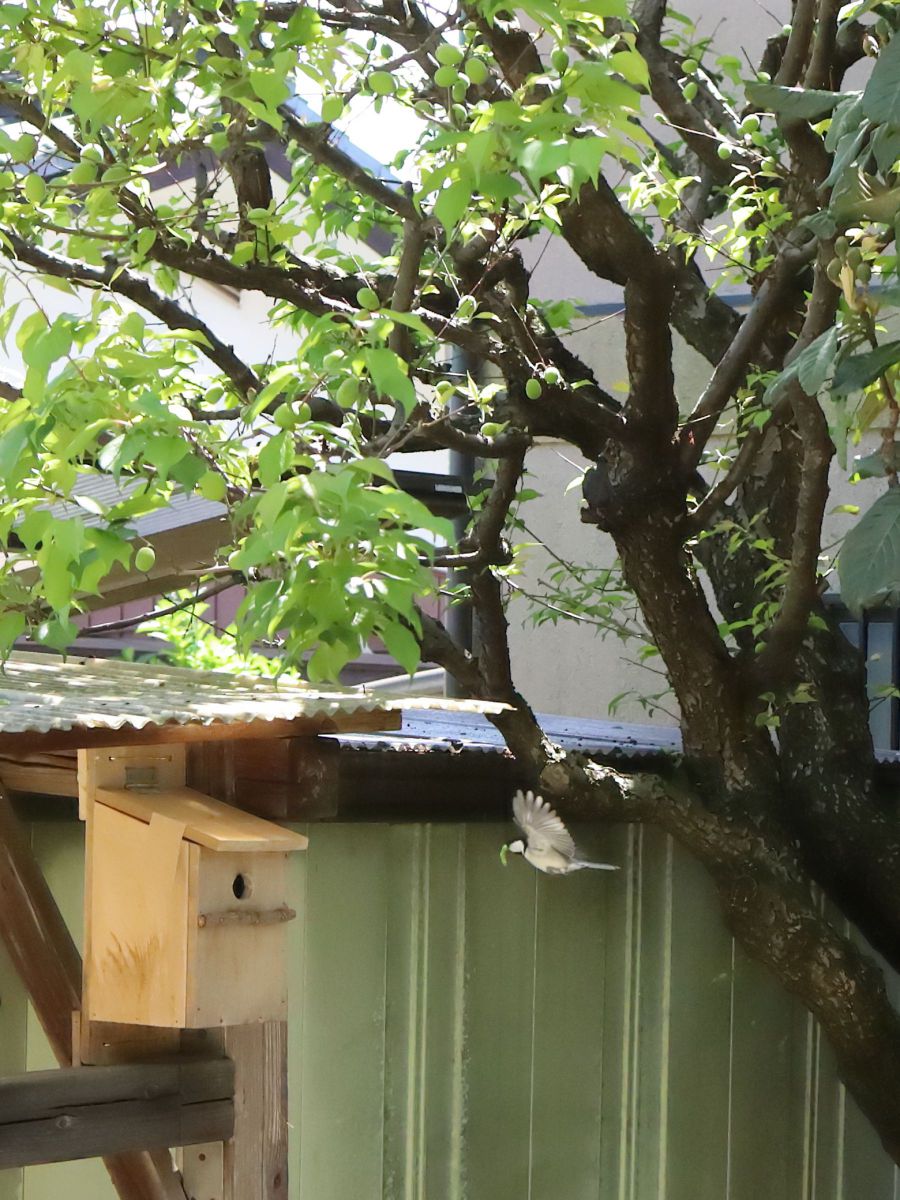 シジュウカラの巣作り～巣立ち | GANREF