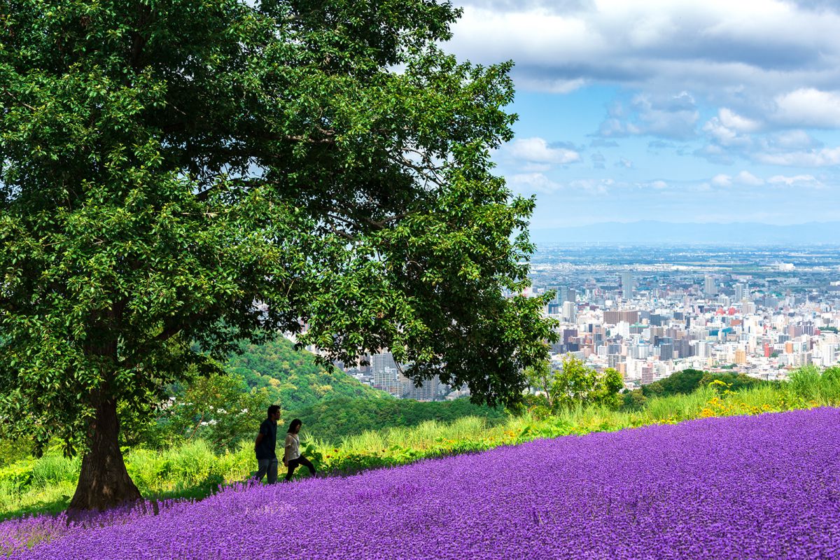 ラベンダー畑と札幌の街 自然 風景 大地 Ganref ラベンダー畑と札幌の街 自然 風景 大地 Ganref