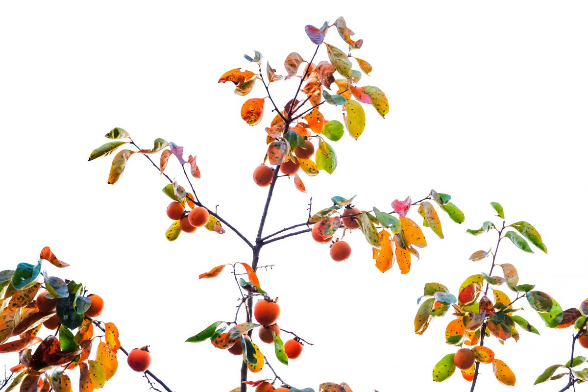 Autumn color chart | GANREF