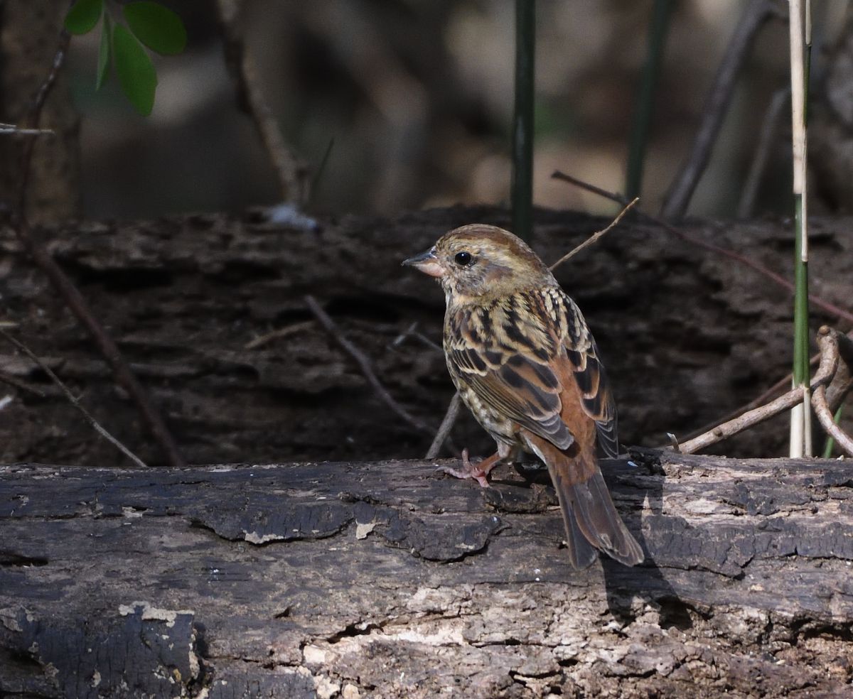 クロジ 動物 鳥類 Ganref クロジ 動物 鳥類 Ganref