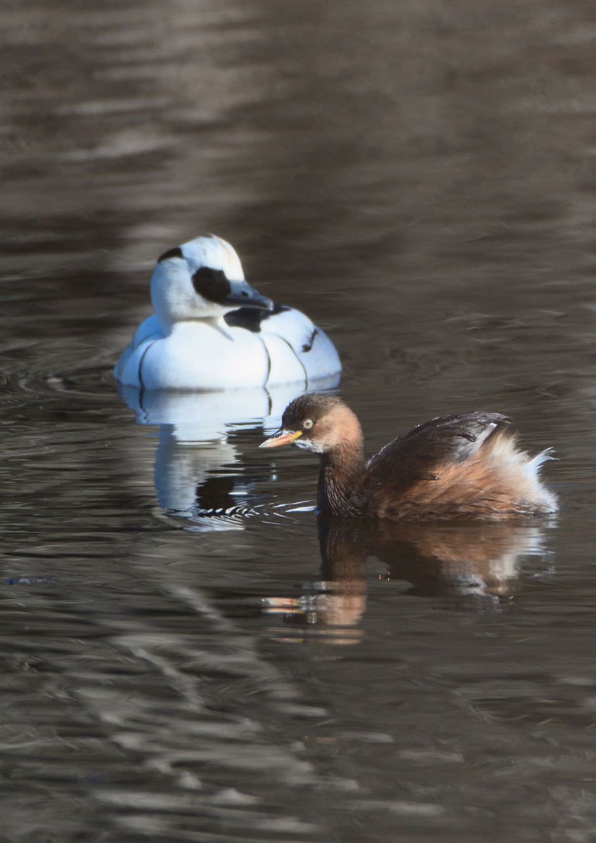 今日は2017／01 .JPG | GANREF