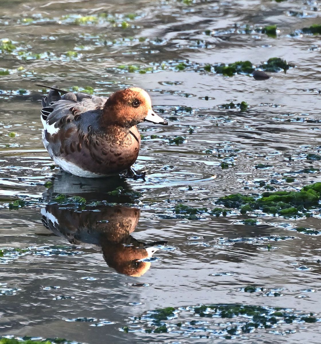 過渡期.JPG GANREF